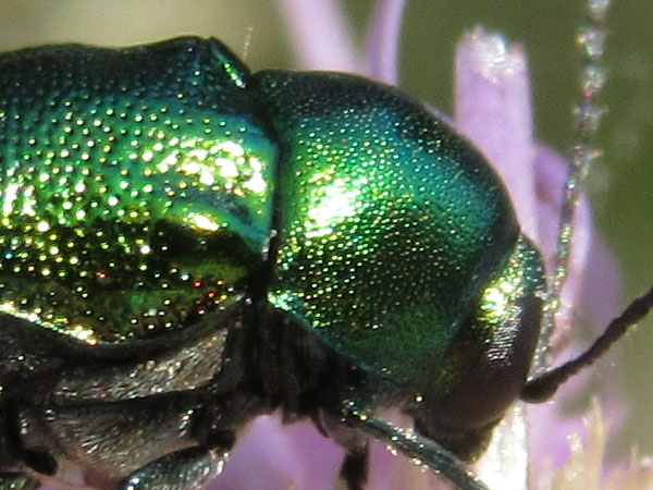 Chrysomelidae: Cryptocephalus zambanellus